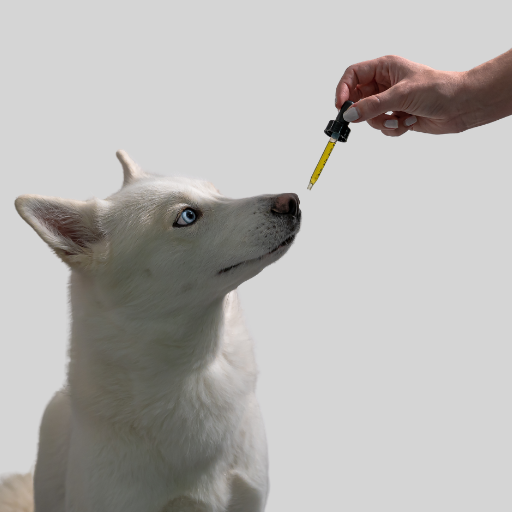 Animaux CBD